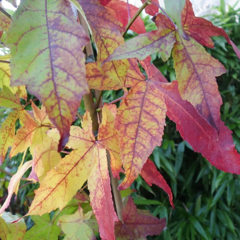 Liquidambar styraciflua 'Palo Alto' Tree