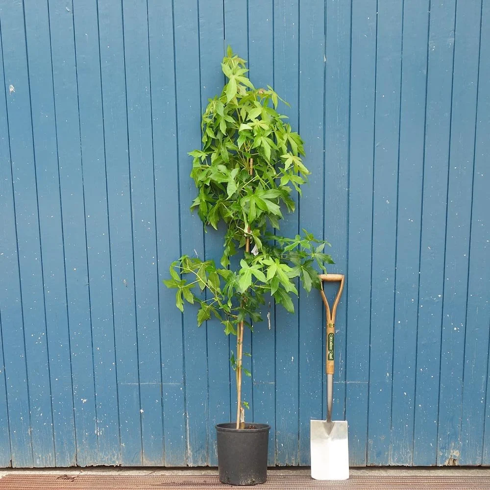 Liquidambar styraciflua 'Palo Alto' Tree - Image 2