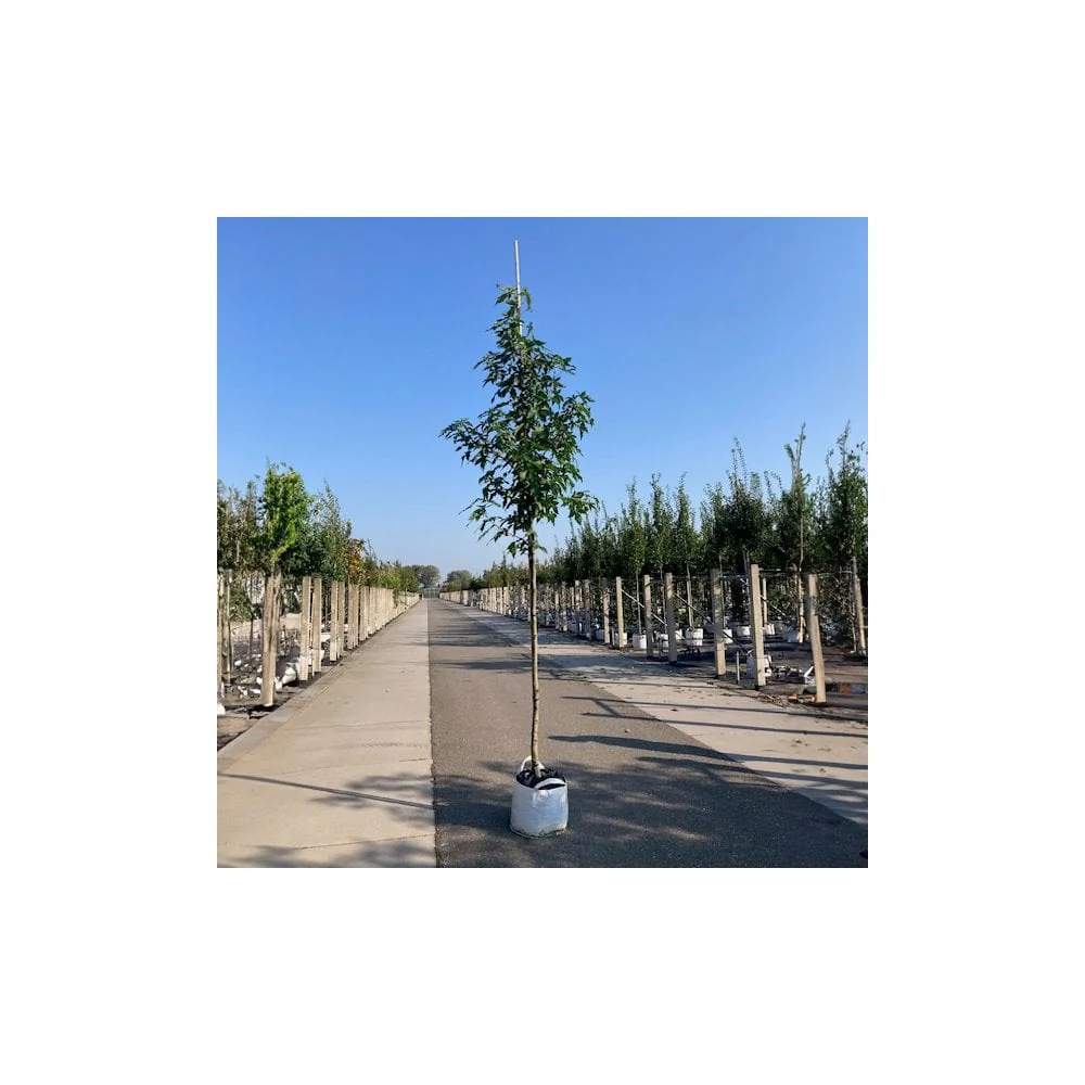 Liquidambar styraciflua 'Palo Alto' Tree - Image 3