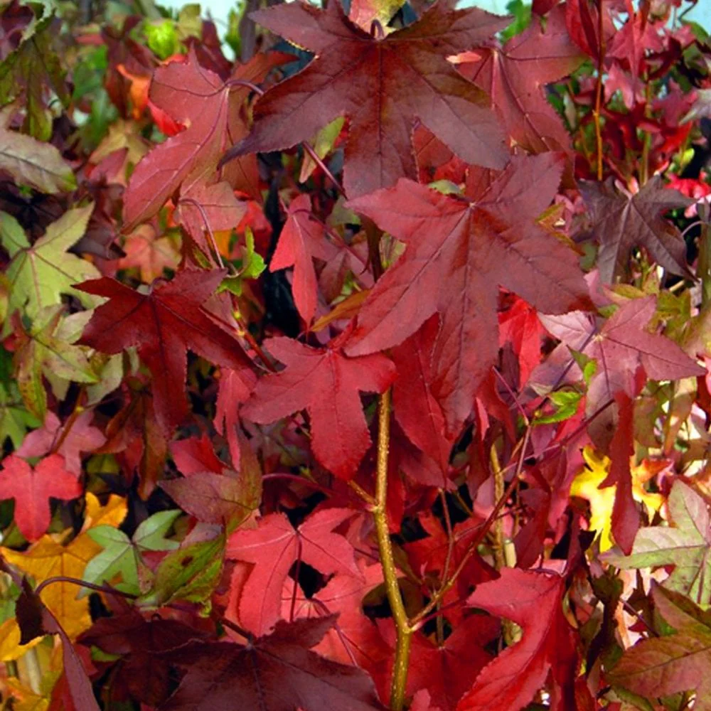 Liquidambar styraciflua 'Slender Silhouette' Tree