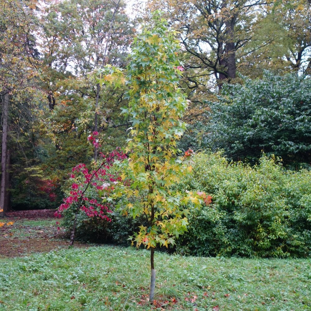 Liquidambar styraciflua 'Slender Silhouette' Tree - Image 2