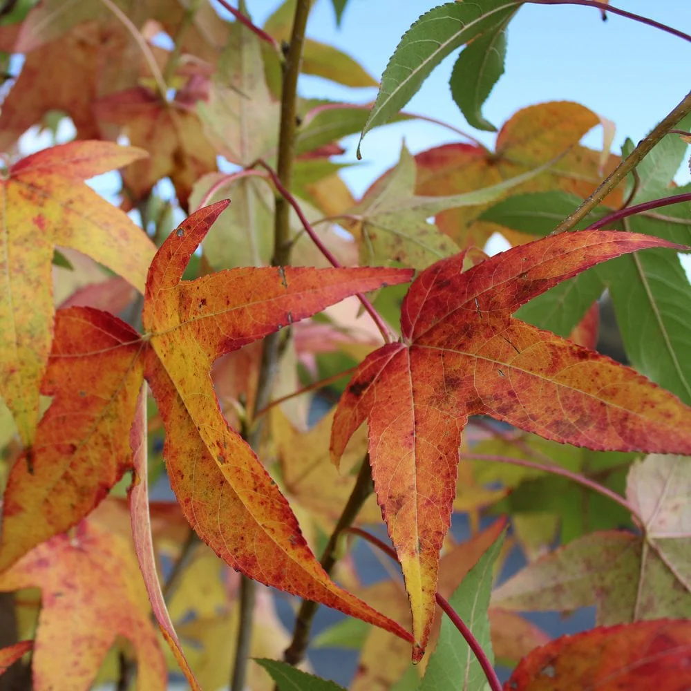 Liquidambar styraciflua 'Slender Silhouette' Tree - Image 3