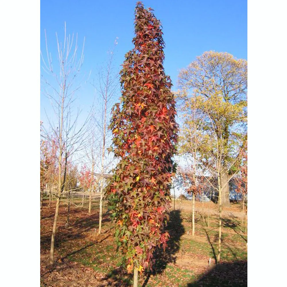 Liquidambar styraciflua 'Slender Silhouette' Tree - Image 4