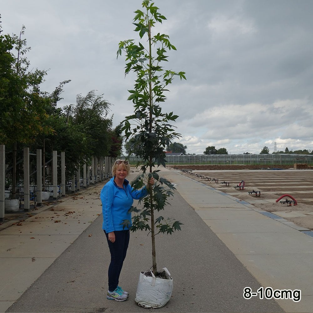 Liquidambar styraciflua 'Slender Silhouette' Tree - Image 6