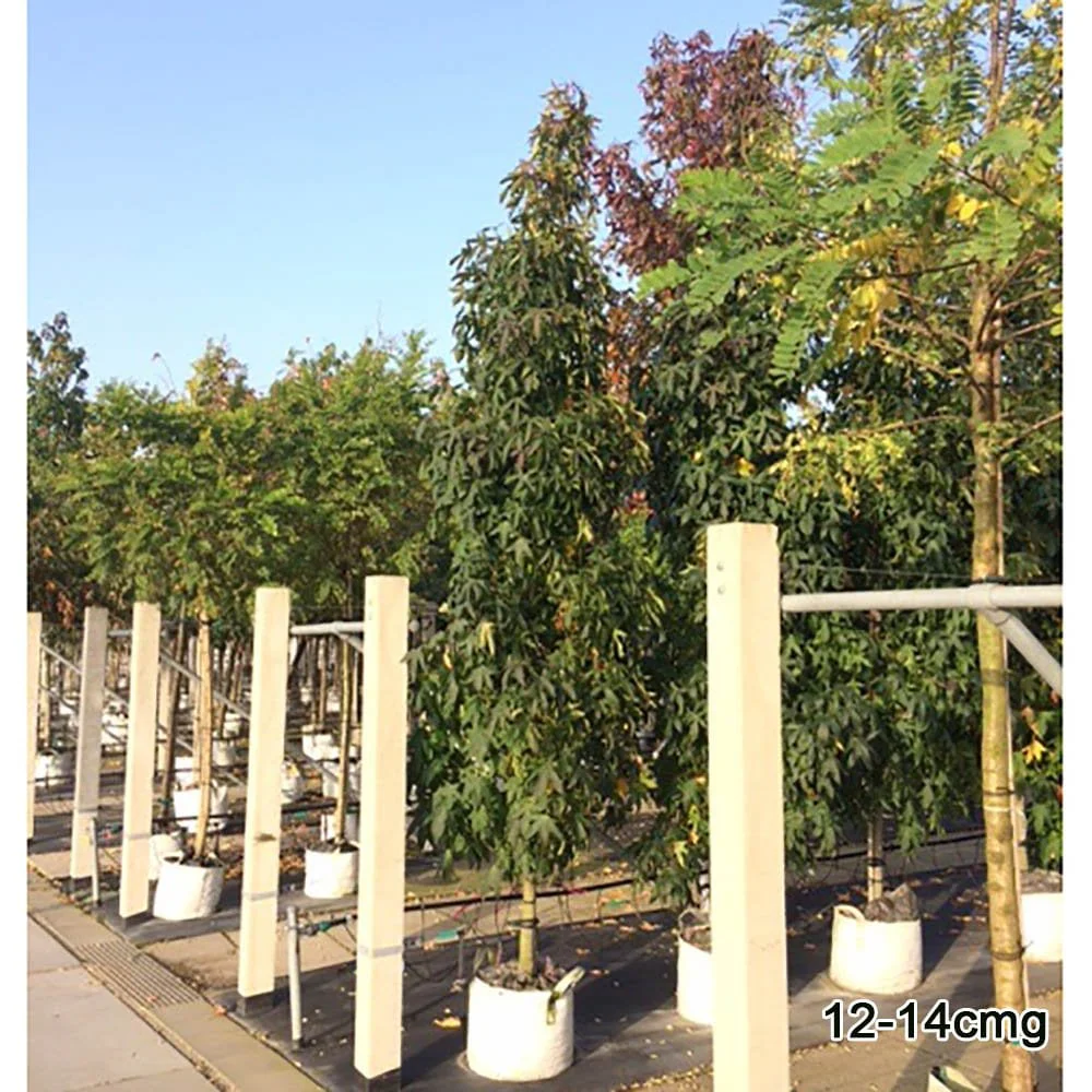 Liquidambar styraciflua 'Slender Silhouette' Tree - Image 7