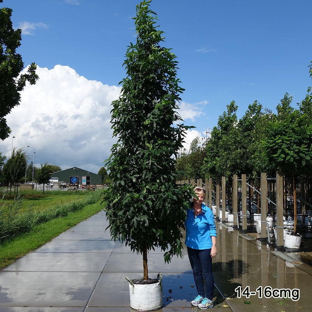 Liquidambar styraciflua 'Slender Silhouette' Tree - Image 8