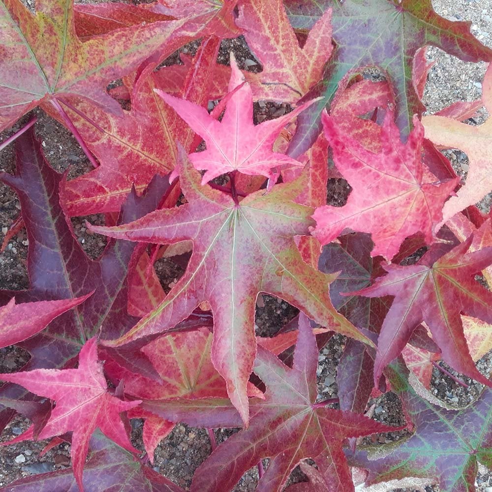 Liquidambar styraciflua 'Stared' Tree - Image 2