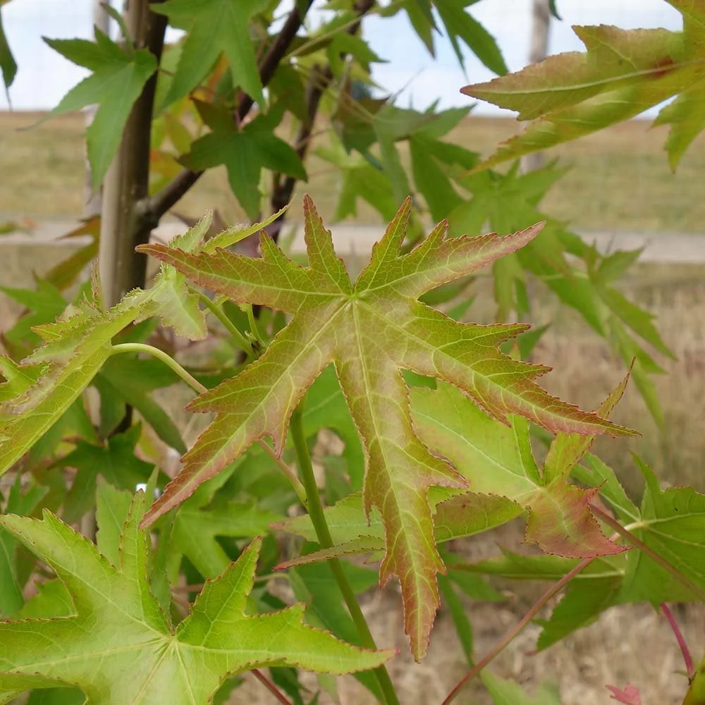 Liquidambar styraciflua 'Stared' Tree - Image 3