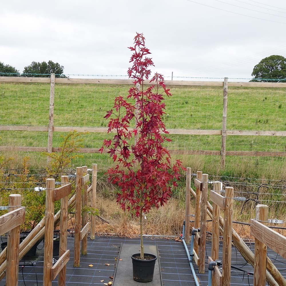 Liquidambar styraciflua 'Stared' Tree - Image 4