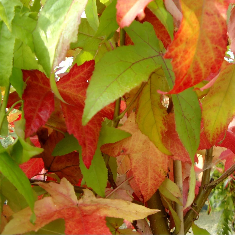 Liquidambar styraciflua Tree - Image 2