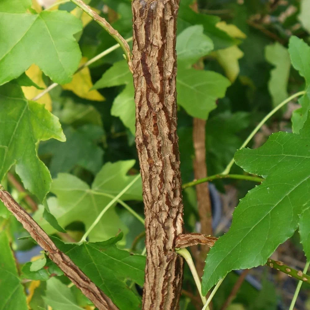 Liquidambar styraciflua Tree - Image 3