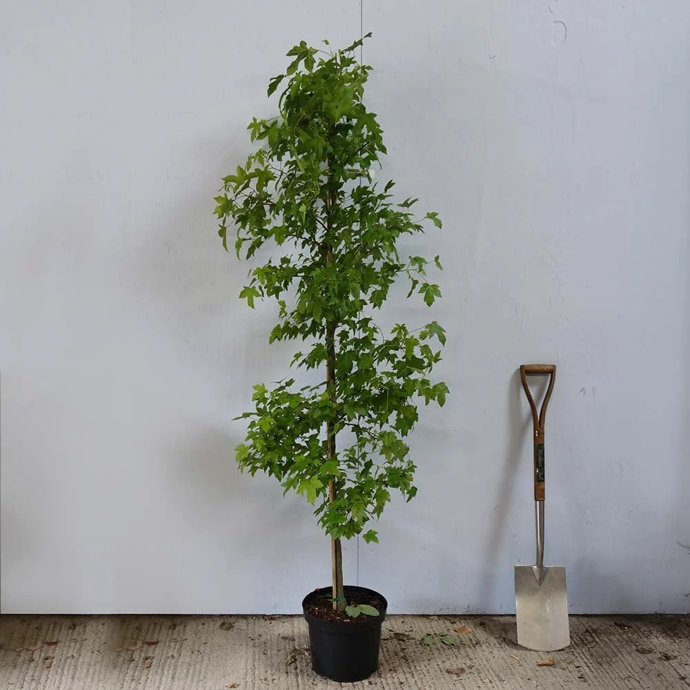 Liquidambar styraciflua Tree - Image 4