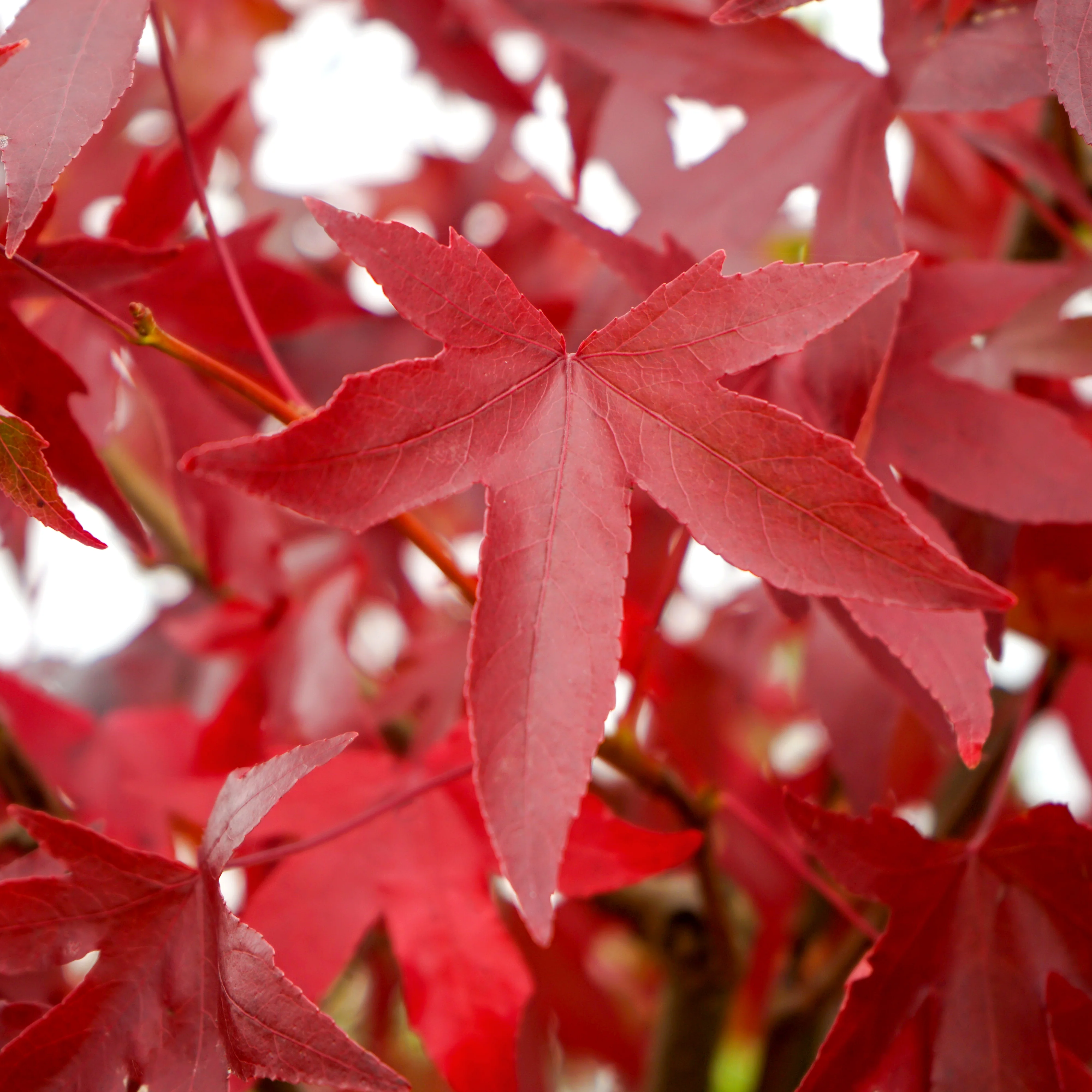 Liquidambar styraciflua 'Worplesdon' Tree