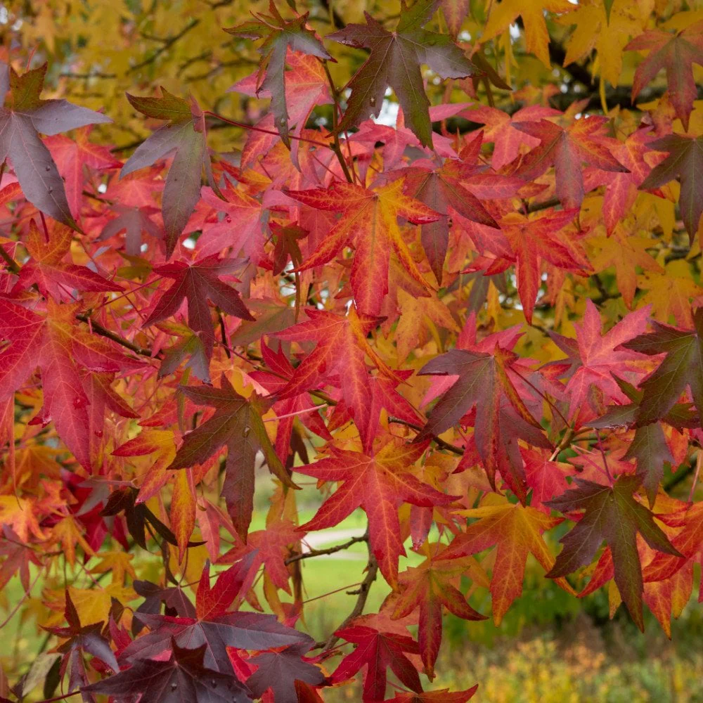 Liquidambar styraciflua 'Worplesdon' Tree - Image 2