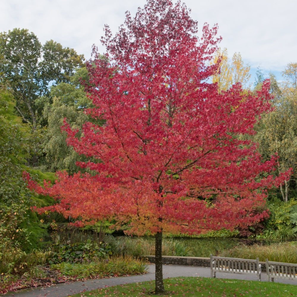 Liquidambar styraciflua 'Worplesdon' Tree - Image 3