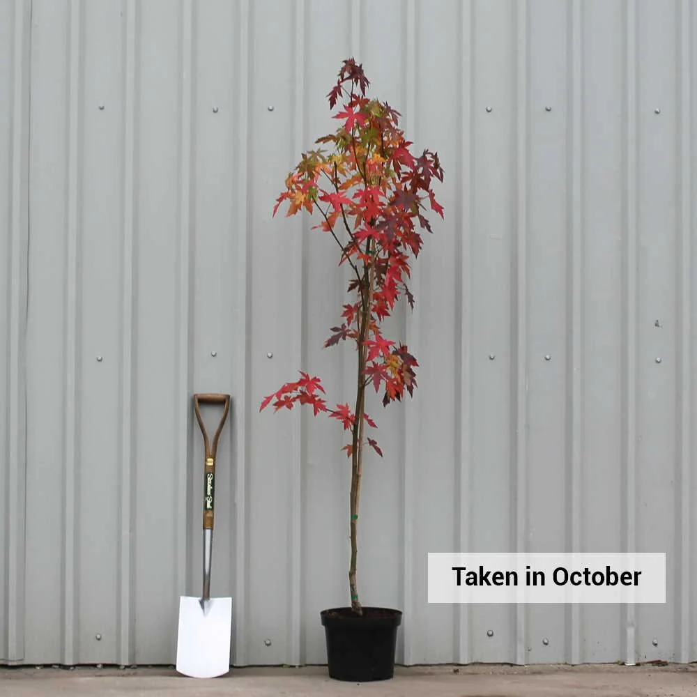 Liquidambar styraciflua 'Worplesdon' Tree - Image 5
