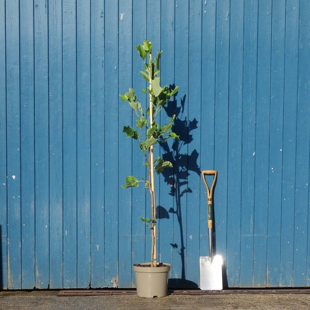 Liriodendron tulipifera ‘Aureomarginata’ - Image 3