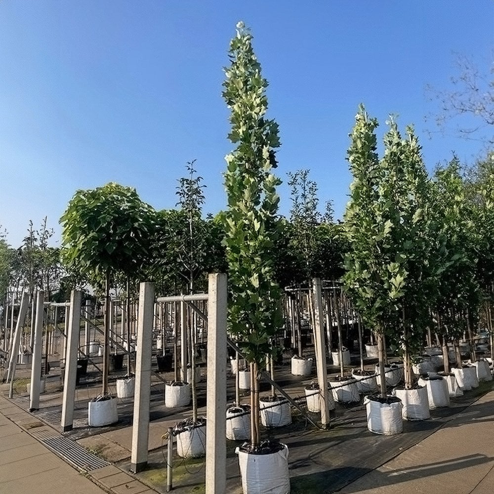 Liriodendron tulipifera ‘Fastigiata’ - Image 3