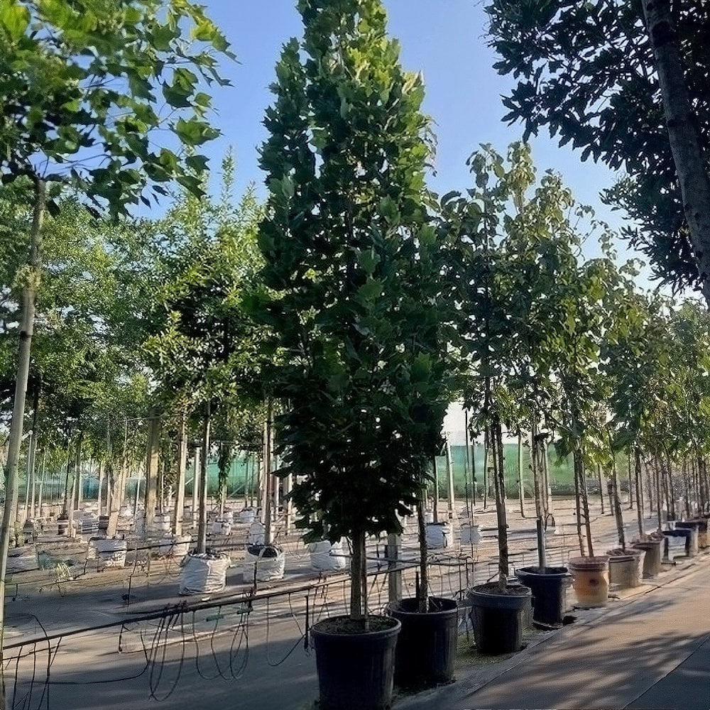 Liriodendron tulipifera ‘Fastigiata’ - Image 4