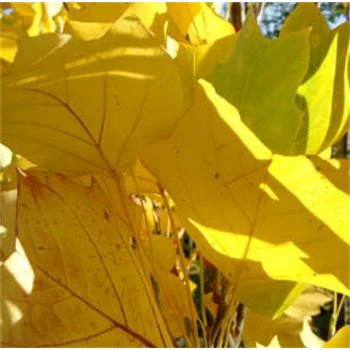 Liriodendron tulipifera Tree - Image 3