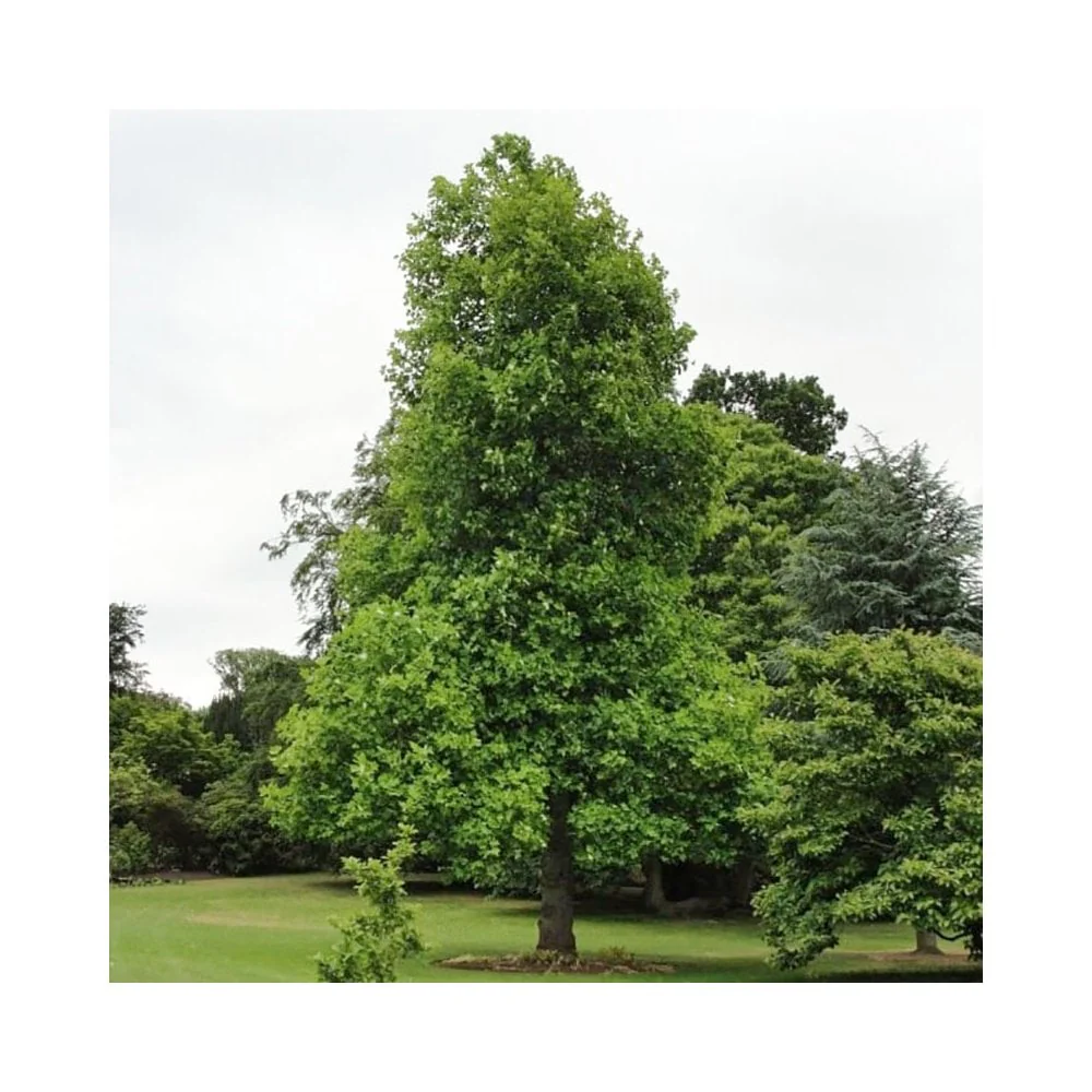 Liriodendron tulipifera Tree - Image 4
