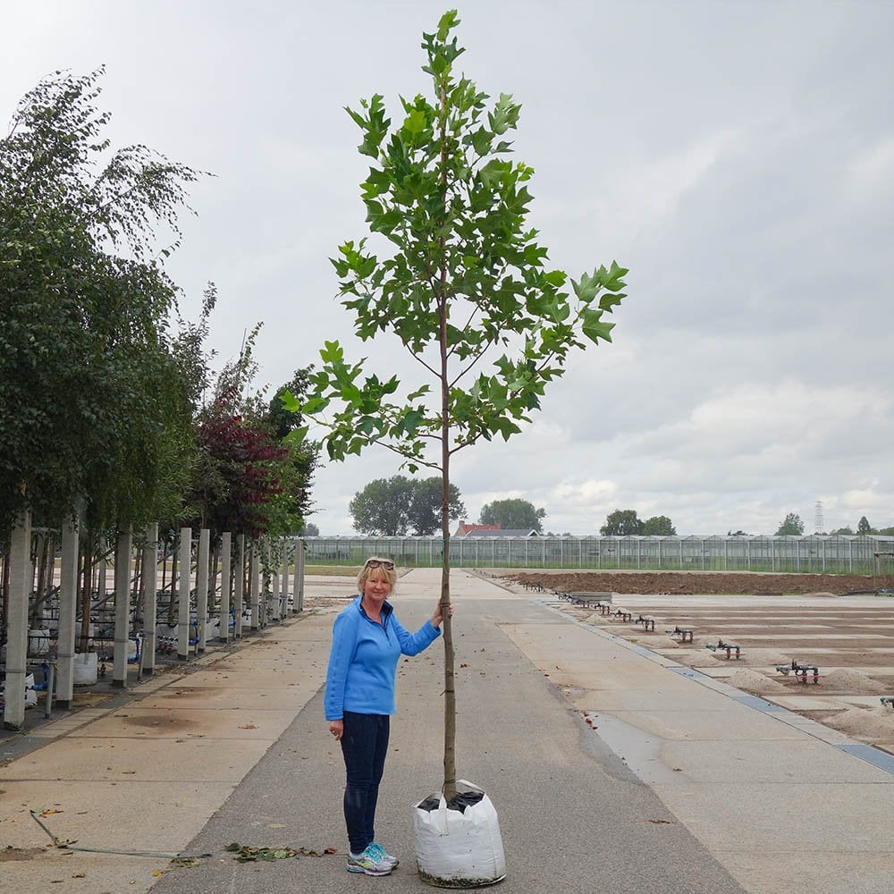 Liriodendron tulipifera Tree - Image 7