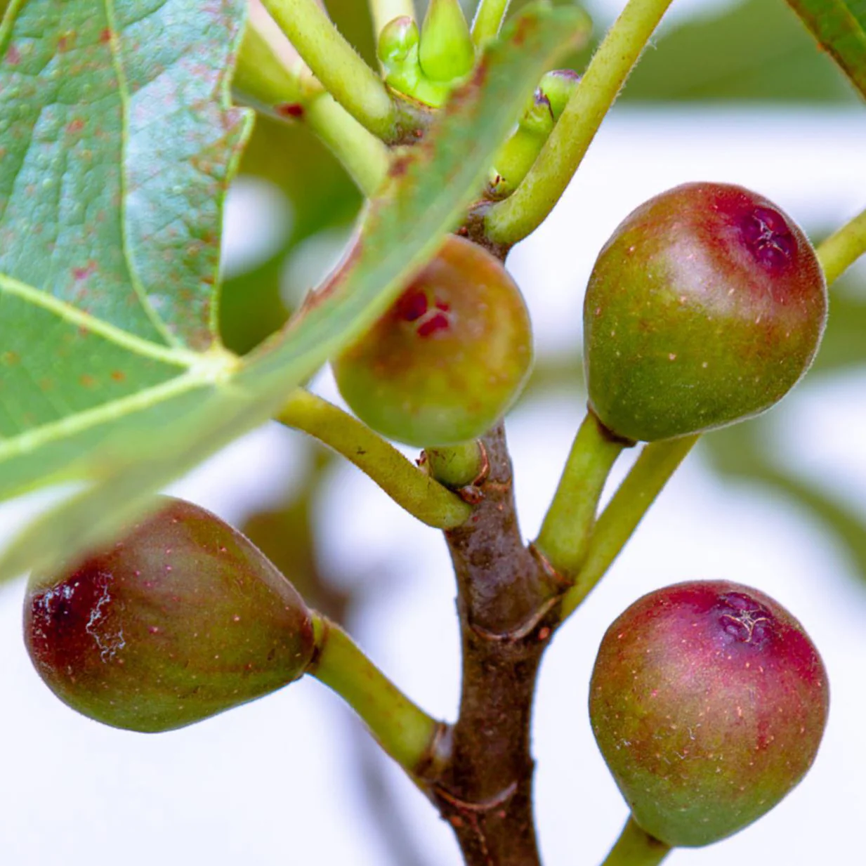 'Little Miss Figgy' Fig Bush