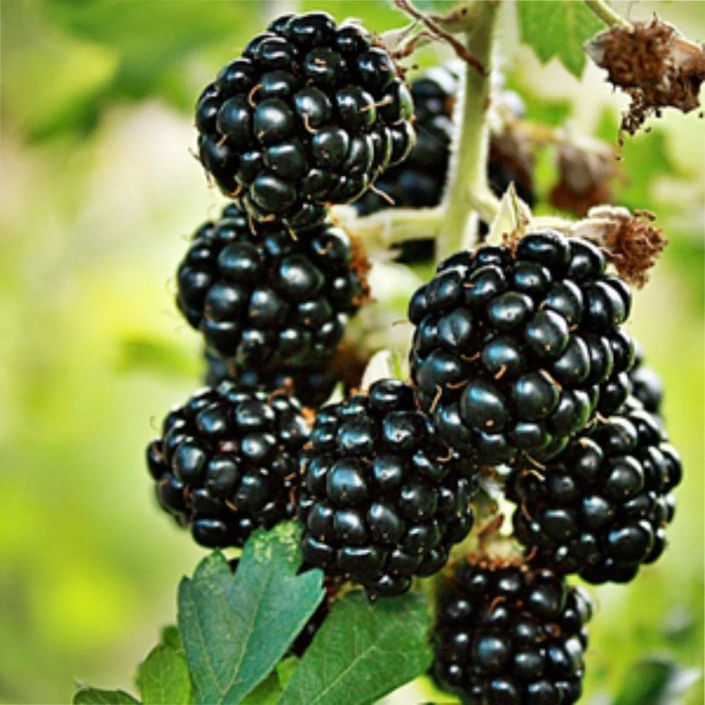 Loch Ness Thornless Blackberry Bush