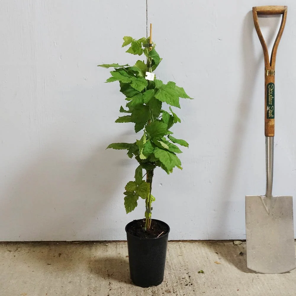 Loganberry Thornless Bush - Image 3