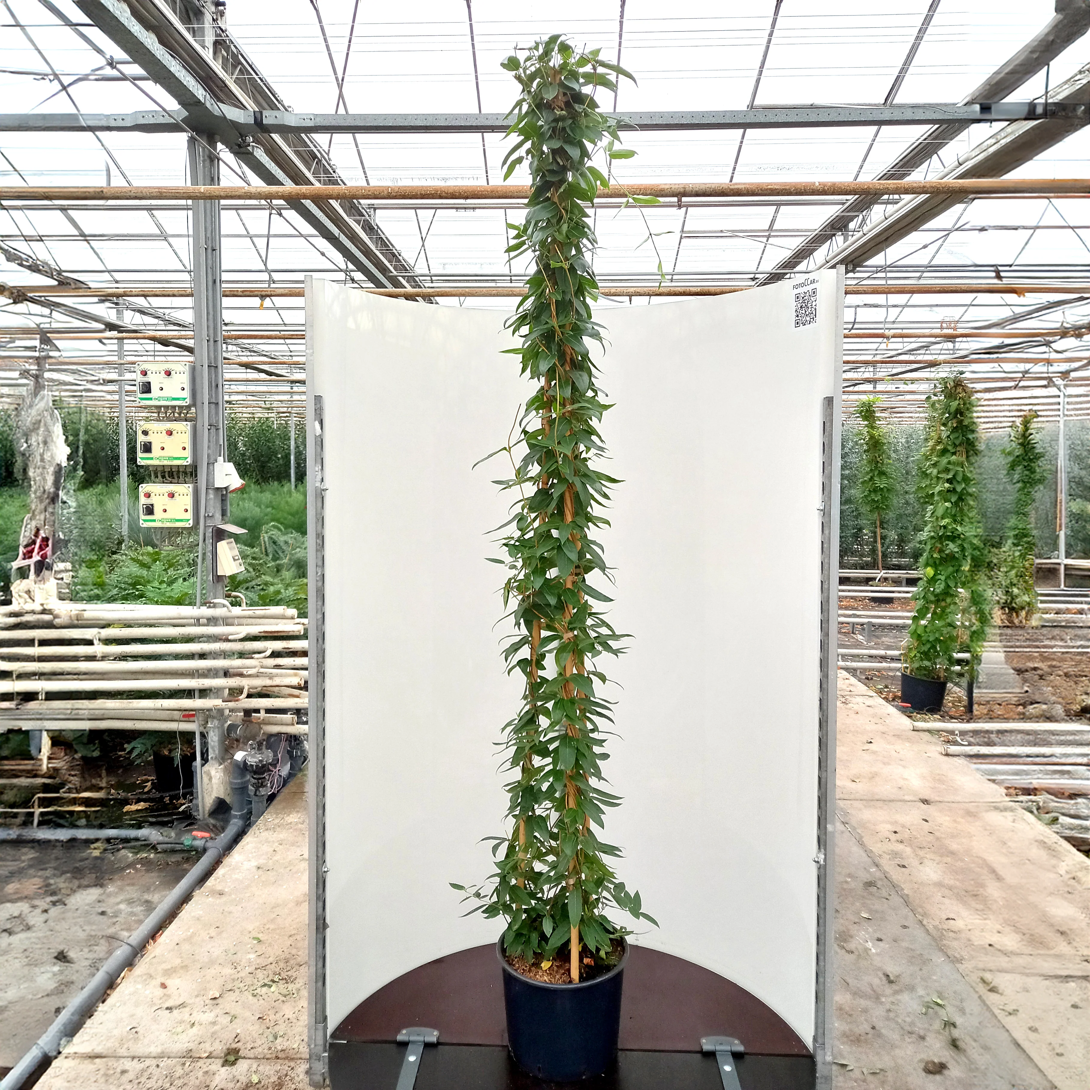Lonicera henryi Climber - Image 3