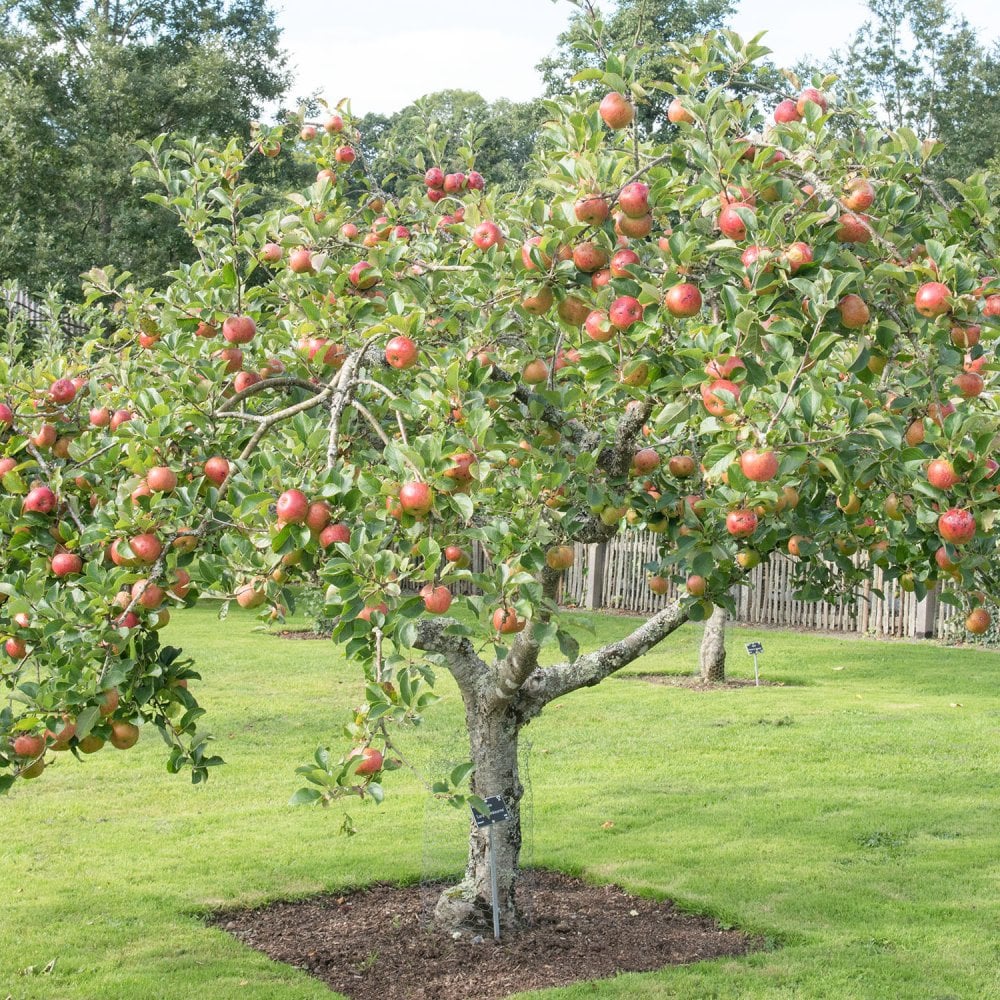 Lord Lambourne Apple Tree