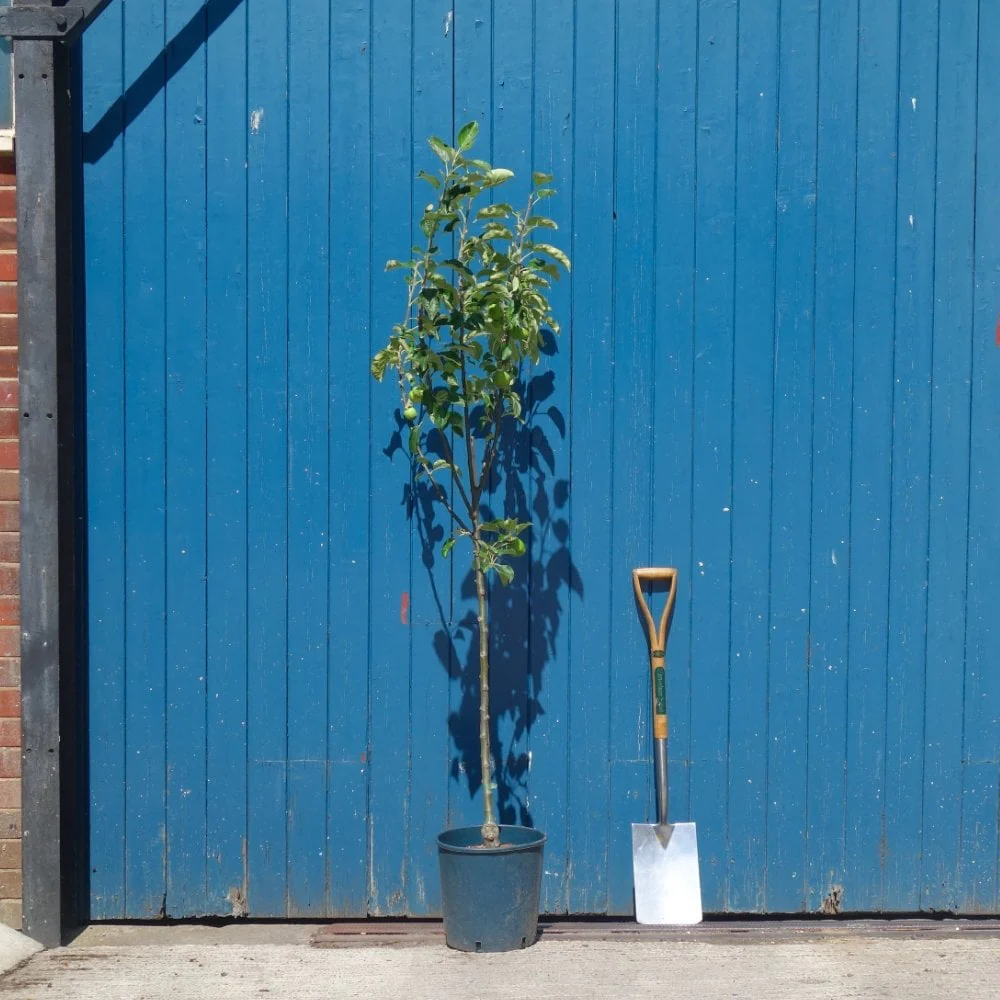 Lord Lambourne Apple Tree - Image 3