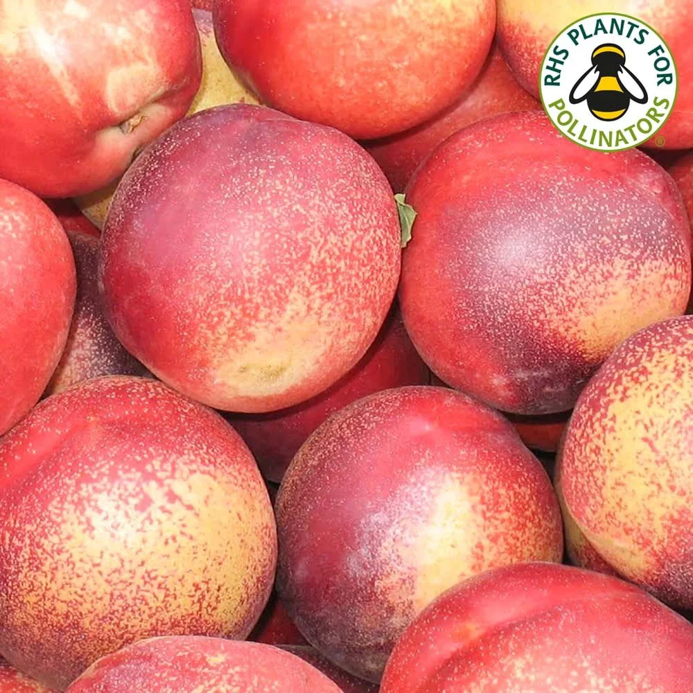 Lord Napier Nectarine Tree