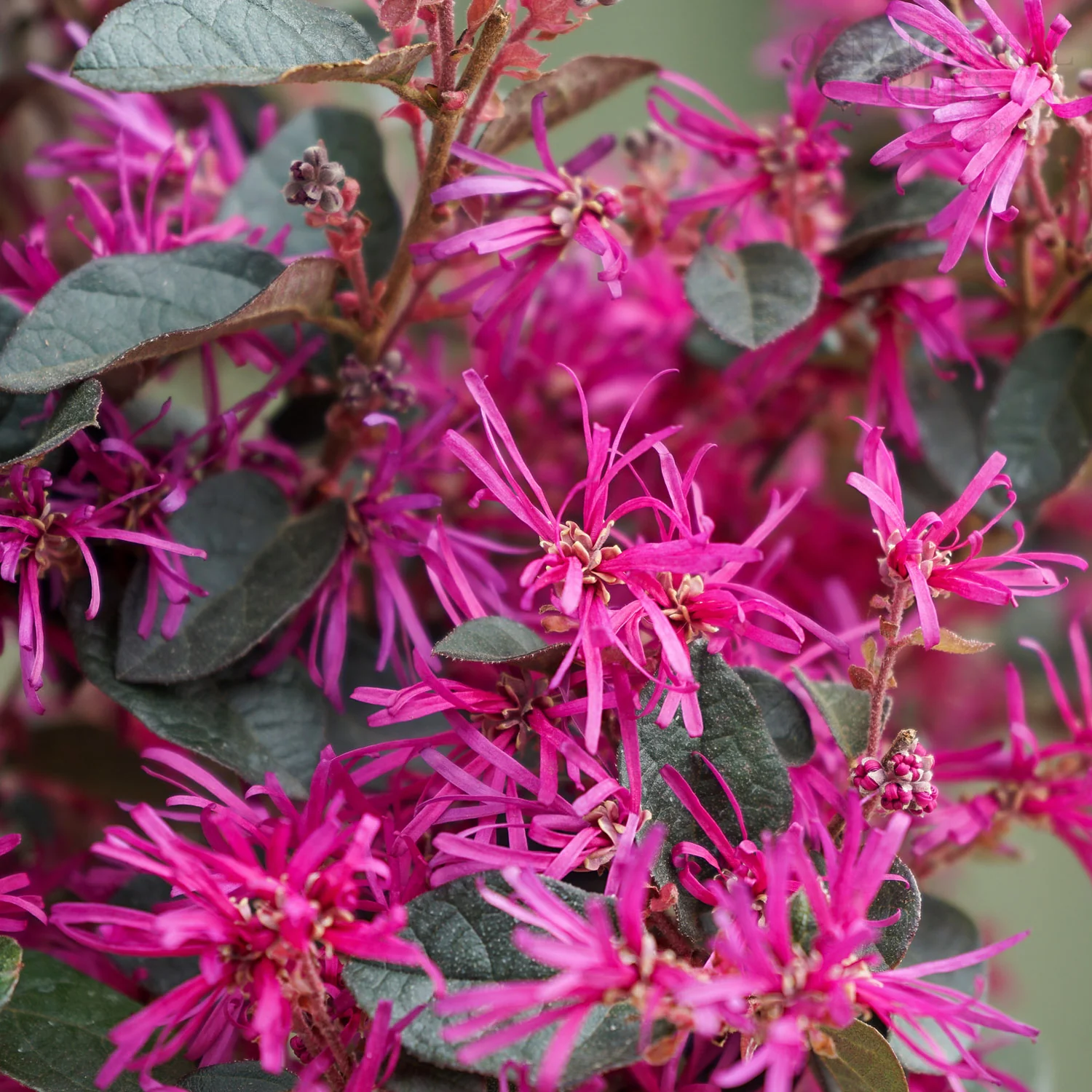 Loropetalum chinense 'Fede'