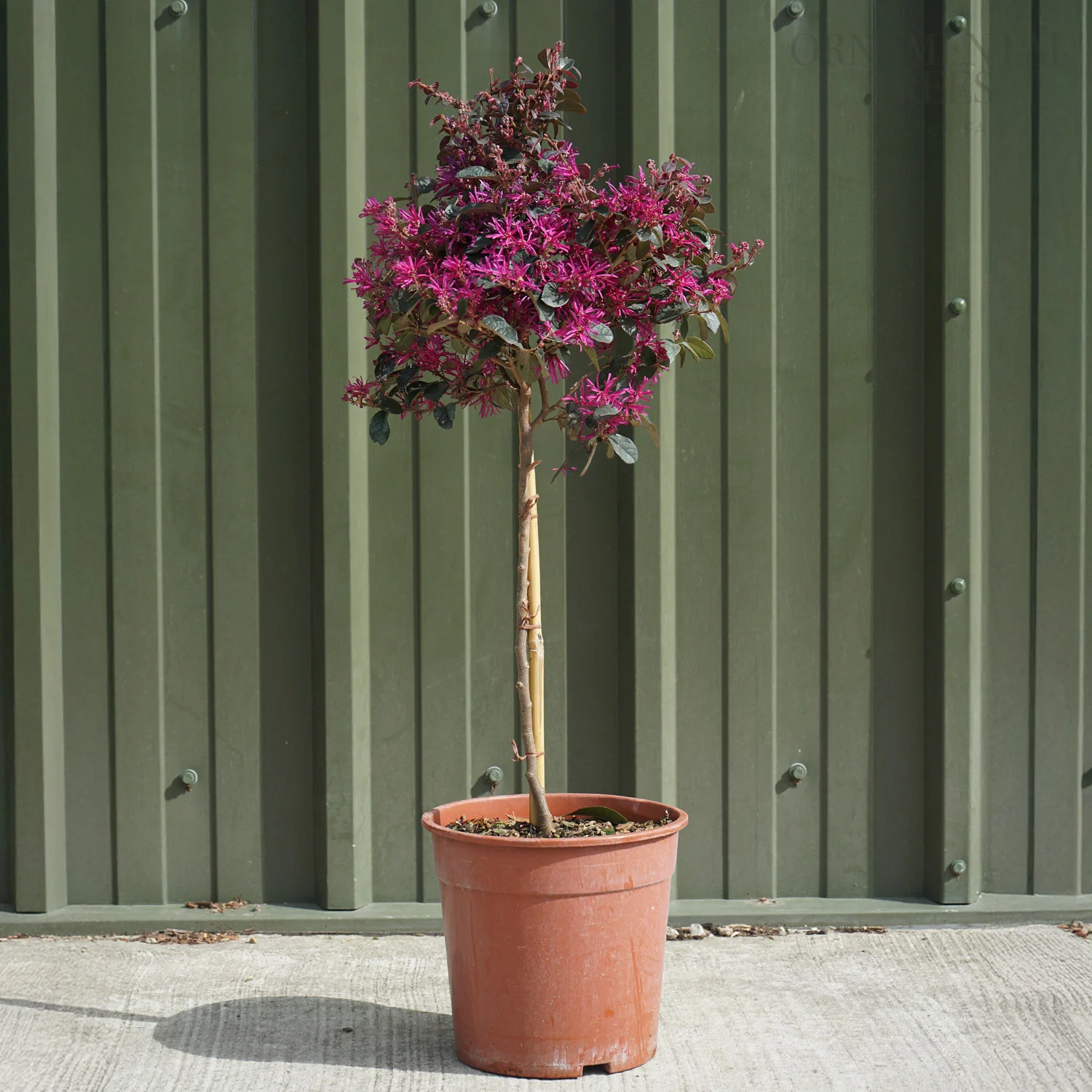 Loropetalum chinense 'Fede' - Image 2
