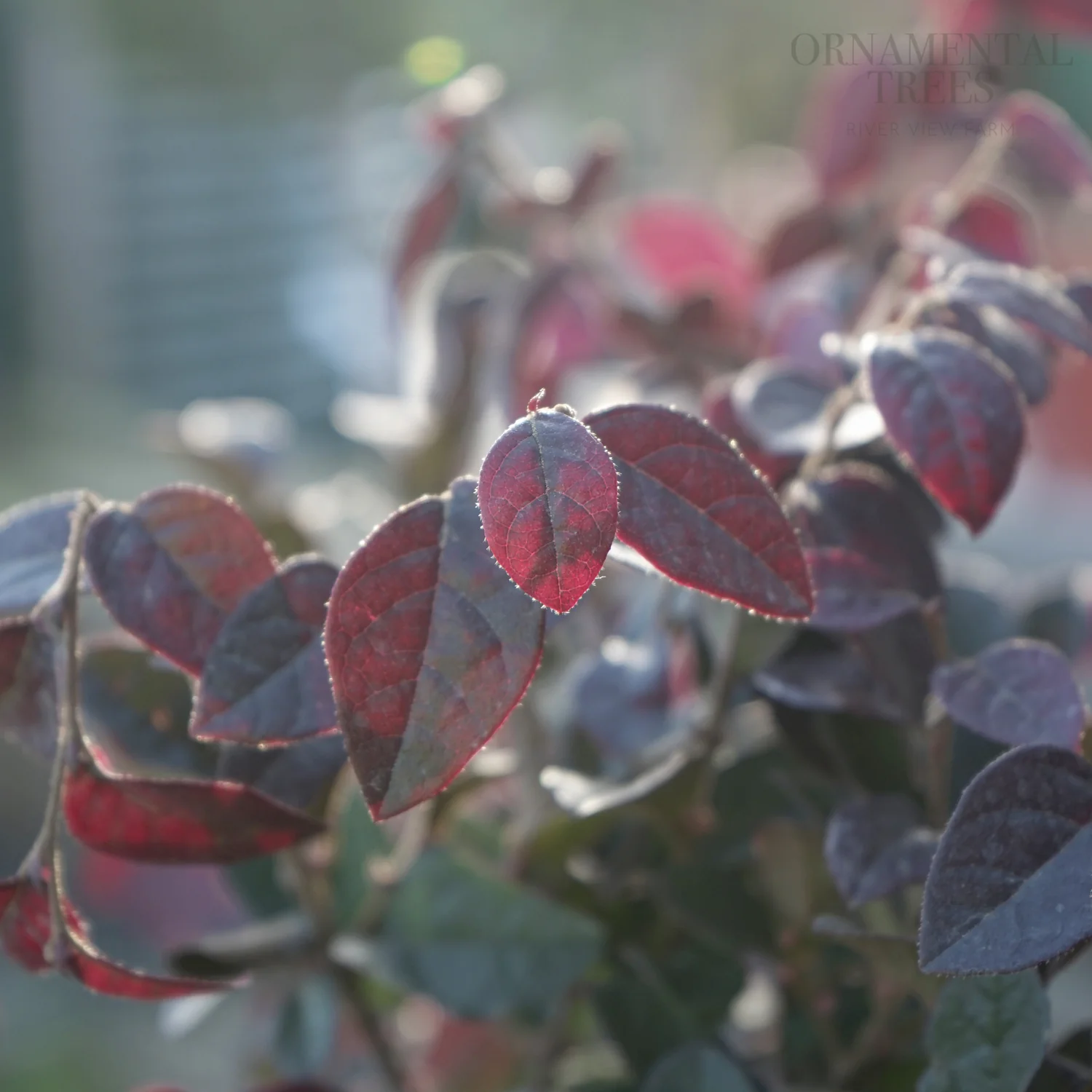 Loropetalum chinense 'Fede' - Image 3