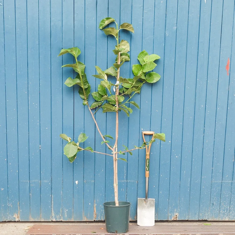 Magnolia 'Cleopatra' Tree - Image 3