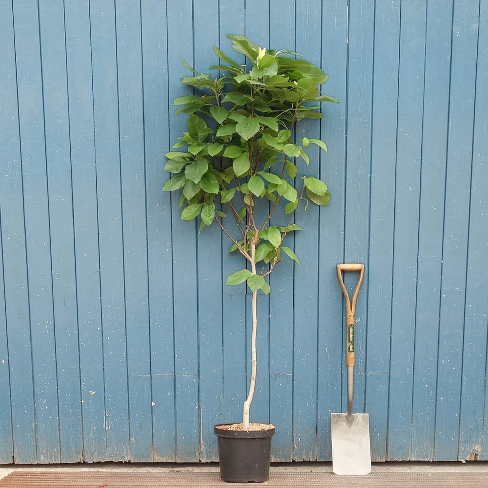 Magnolia 'Daphne' Tree - Image 3