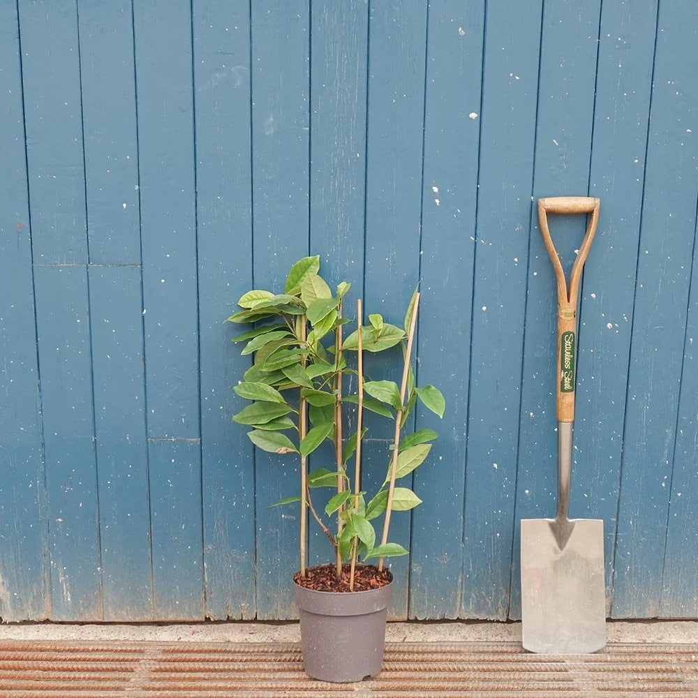 Magnolia 'Fairy Cream' Tree - Image 3