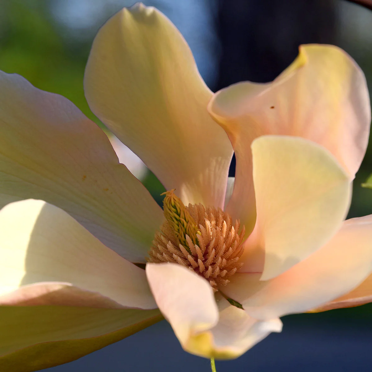 Magnolia 'Flamingo'