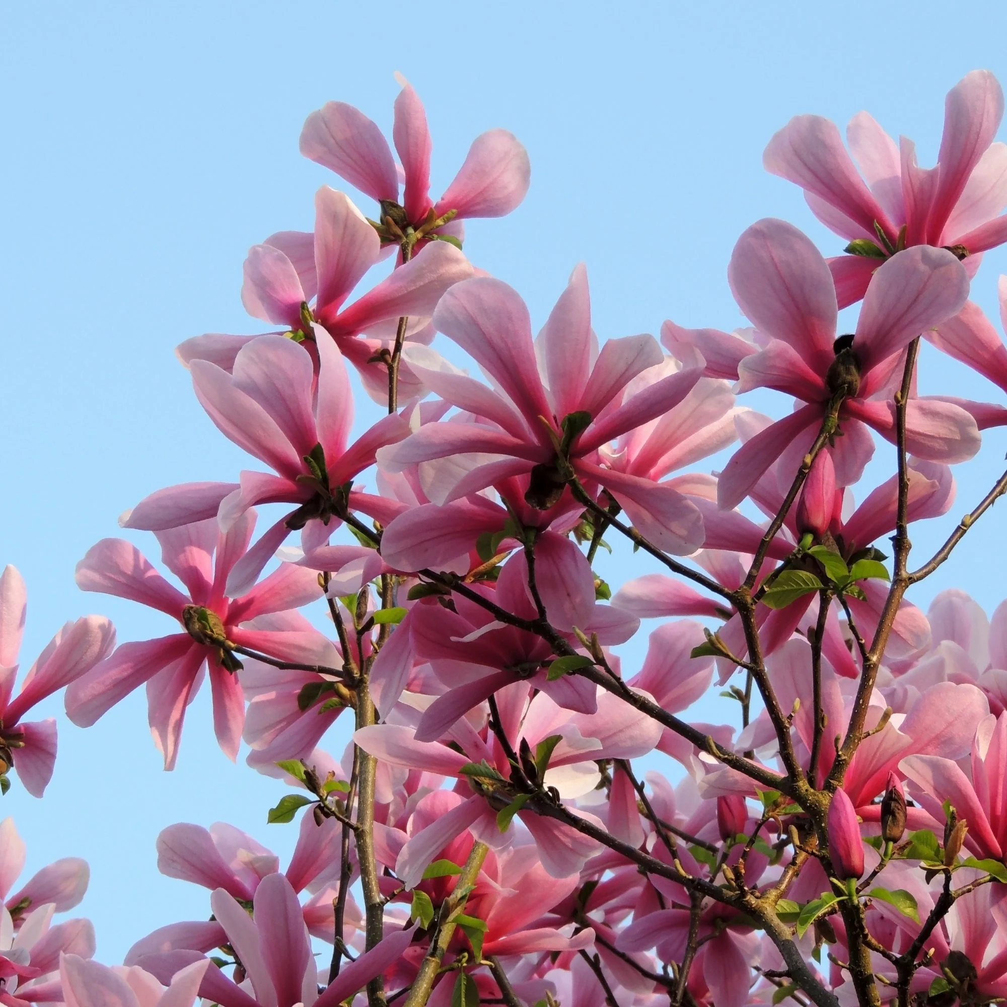 Magnolia fraseri 'Galaxy' Tree
