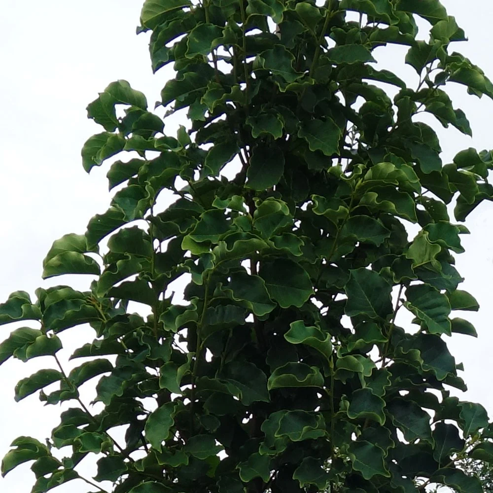 Magnolia fraseri 'Galaxy' Tree - Image 2
