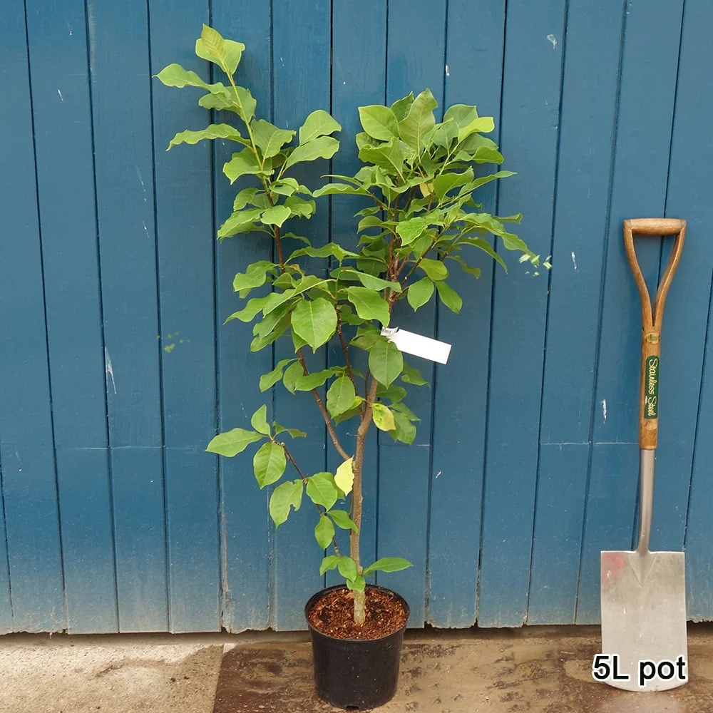Magnolia fraseri 'Galaxy' Tree - Image 3