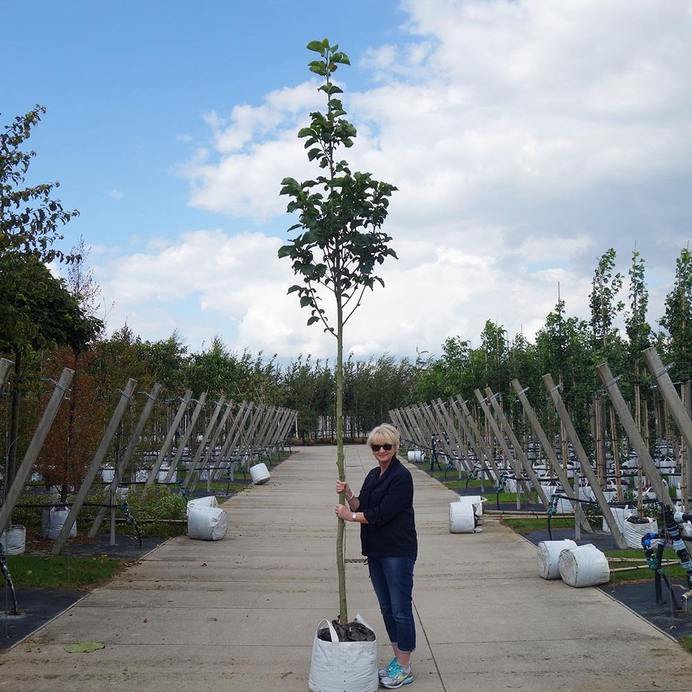 Magnolia fraseri 'Galaxy' Tree - Image 4