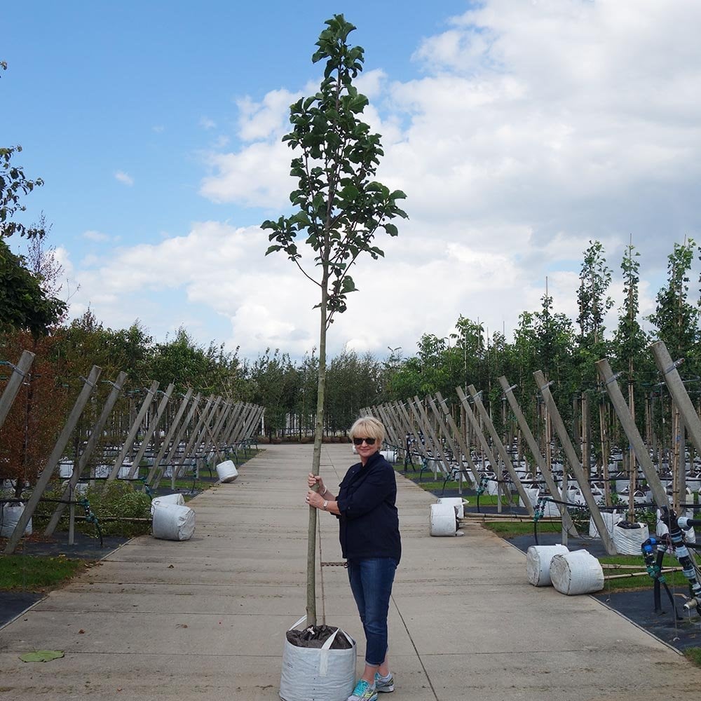 Magnolia fraseri 'Galaxy' Tree - Image 5