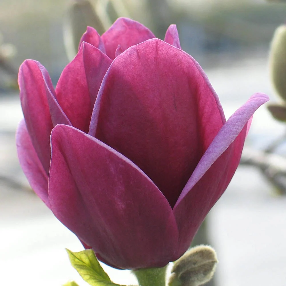 Magnolia 'Genie' Tree - Image 3