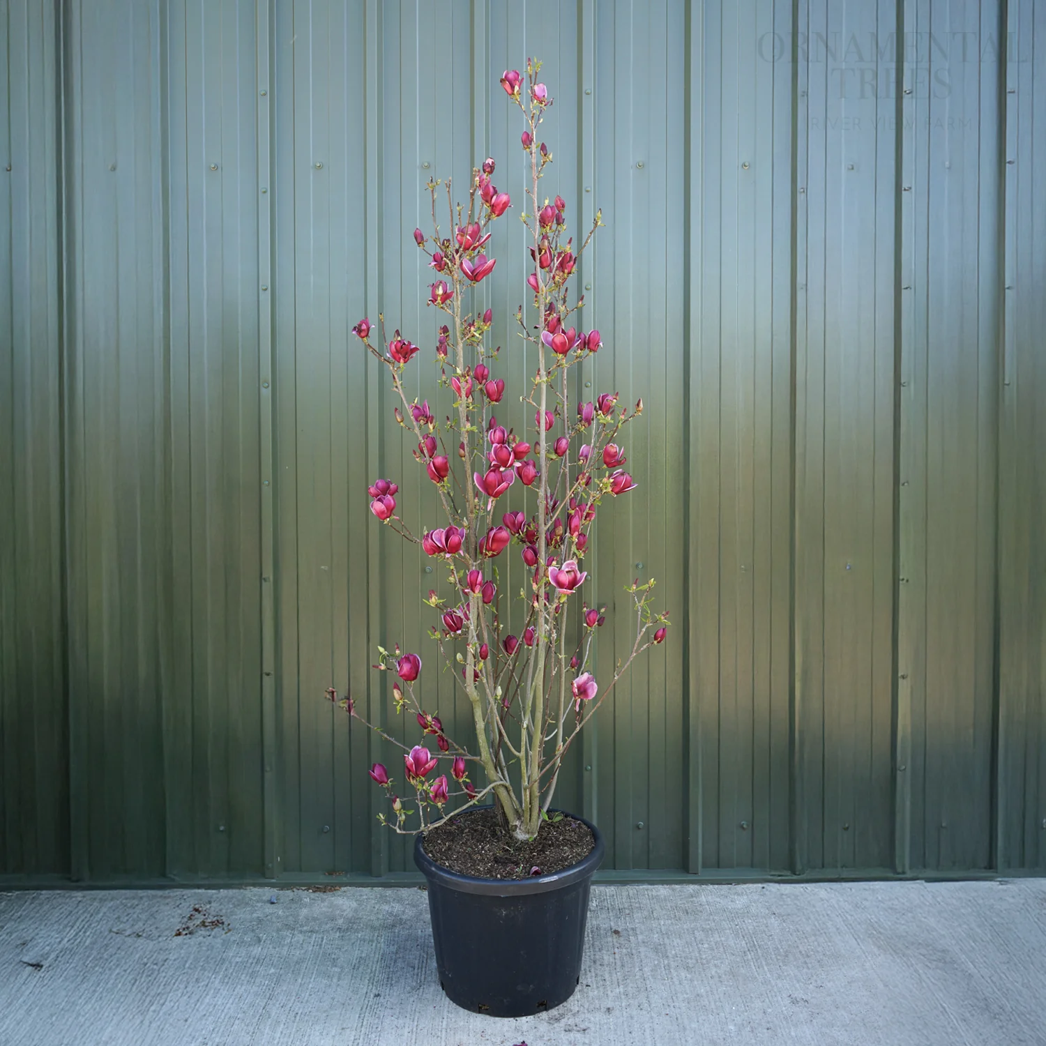 Magnolia 'Genie' Tree - Image 4