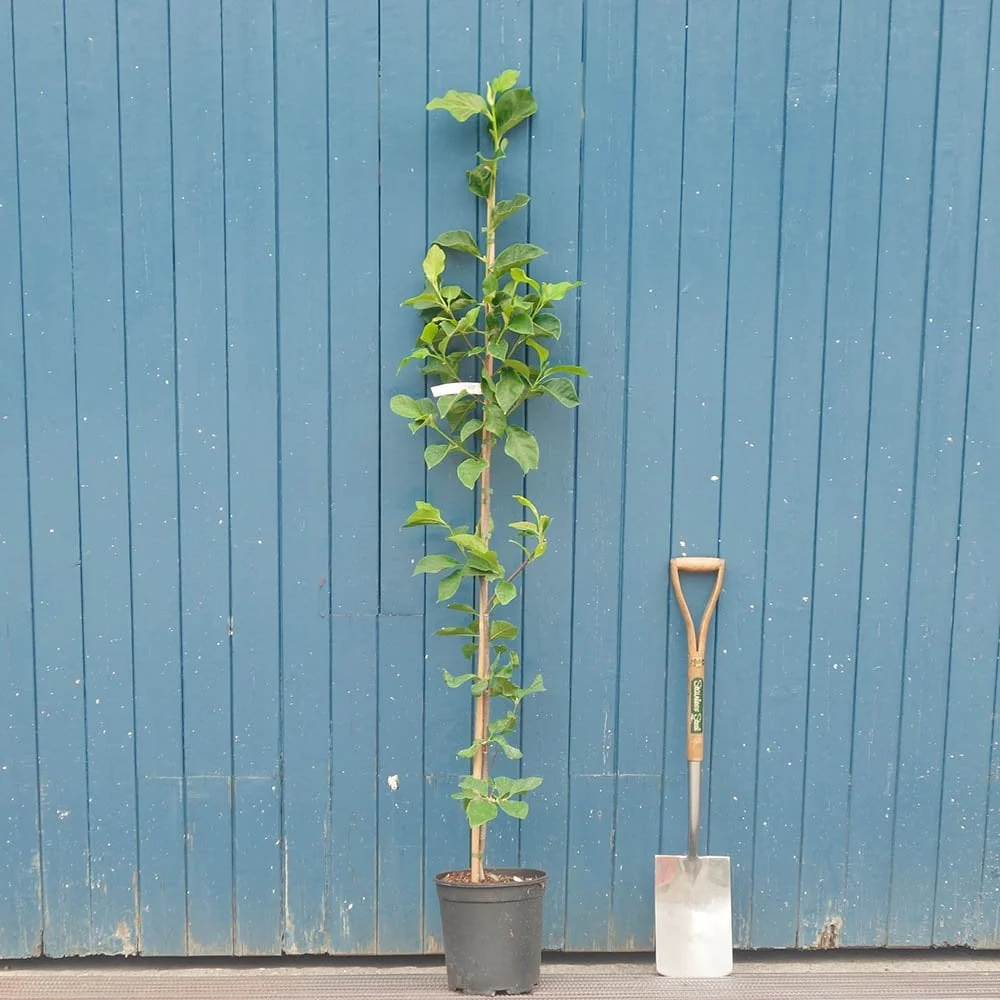 Magnolia 'Genie' Tree - Image 5
