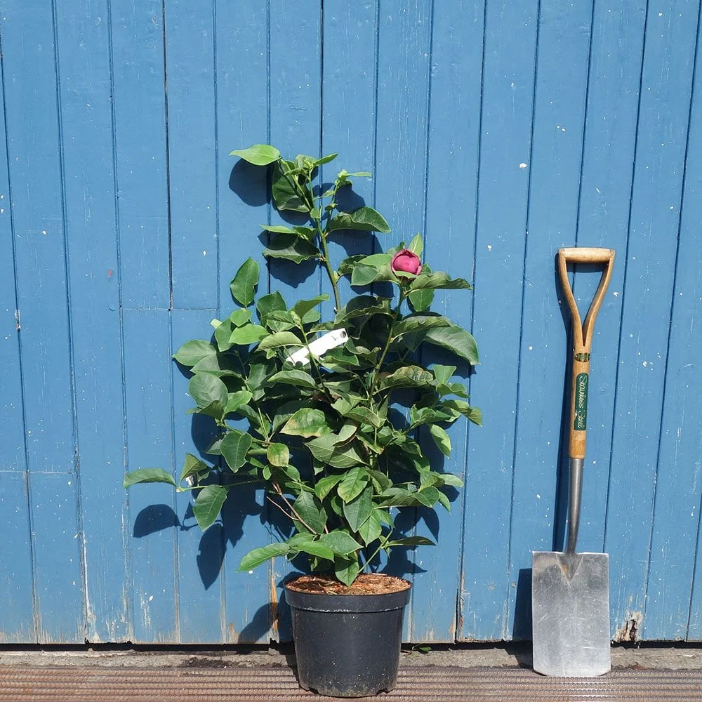 Magnolia 'Genie' Tree - Image 6