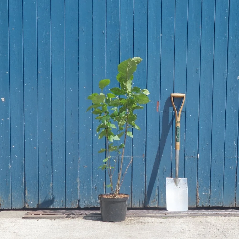 Magnolia 'Genie' Tree - Image 7